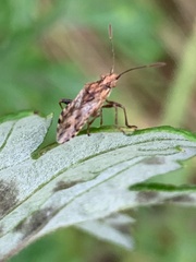Stictopleurus punctiventris
