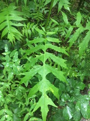 Polymnia laevigata