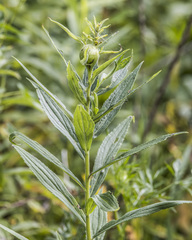 Lithospermum parviflorum