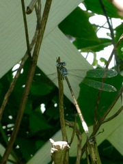 Lestes sigma