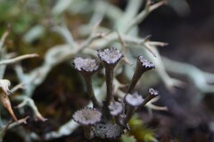 Cladonia amaurocraea