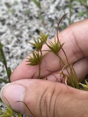 Juncus repens