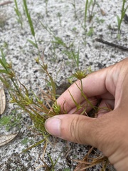 Juncus repens