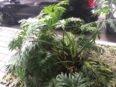 Thaumatophyllum bipinnatifidum