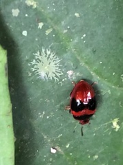 Lybanodes stigmatus
