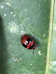 Lybanodes stigmatus