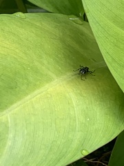 Liris subtessellatus