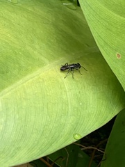 Liris subtessellatus