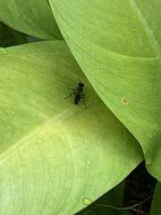 Liris subtessellatus