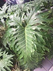 Thaumatophyllum bipinnatifidum