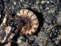 Somethus castaneus