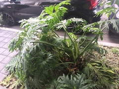 Thaumatophyllum bipinnatifidum