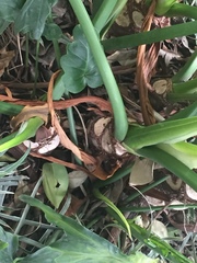 Thaumatophyllum bipinnatifidum