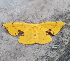 Corymica spatiosa