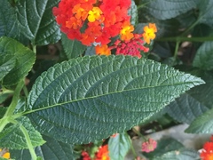 Lantana camara