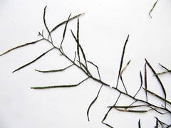 Dontostemon intermedius