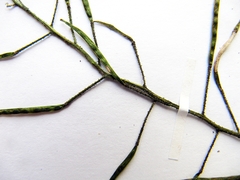 Dontostemon intermedius