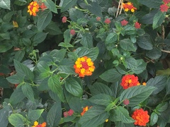 Lantana camara