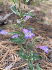 Penstemon inflatus