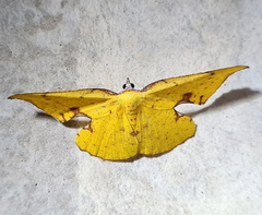 Corymica spatiosa