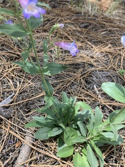Penstemon inflatus