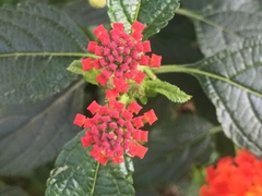 Lantana camara