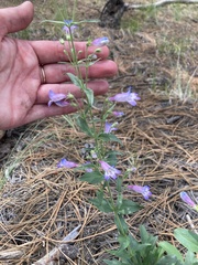 Penstemon inflatus