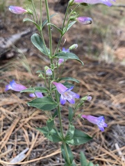 Penstemon inflatus