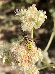 Eucerceris provancheri