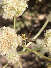 Eucerceris provancheri
