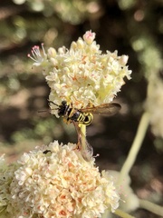 Eucerceris provancheri