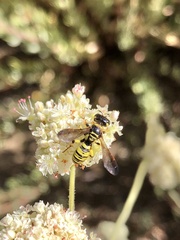 Eucerceris provancheri