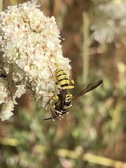 Eucerceris provancheri