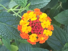 Lantana camara