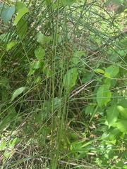 Juncus coriaceus