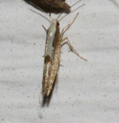 Argyresthia conjugella