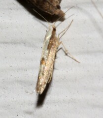 Argyresthia conjugella