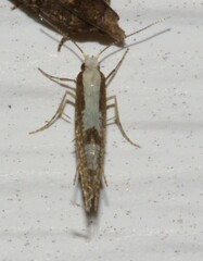 Argyresthia conjugella