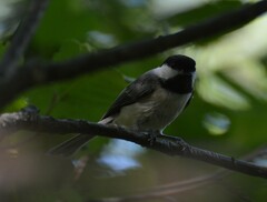 Poecile atricapillus image