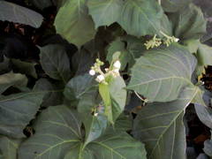 Cnidoscolus aconitifolius aconitifolius