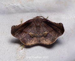 Garaeus apicata