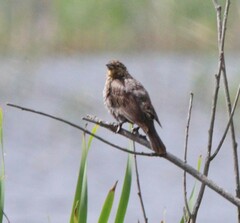 Xanthocephalus xanthocephalus