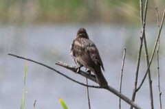 Xanthocephalus xanthocephalus