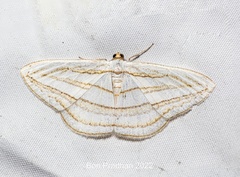 Orthocabera sericea