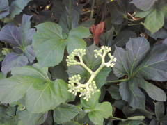 Cnidoscolus aconitifolius aconitifolius