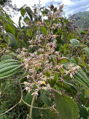 Miconia subseriata