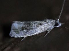 Olethreutes appendiceum