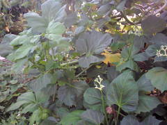 Cnidoscolus aconitifolius aconitifolius