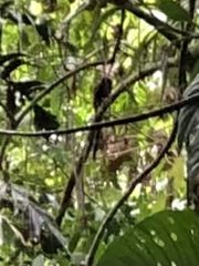 Saguinus weddelli weddelli