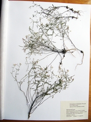 Dontostemon intermedius